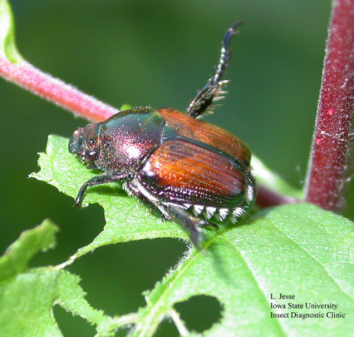 japanese beetle_2