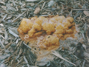 mold1