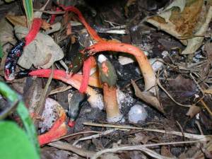 stinkhorn