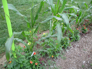 corn-zinnias