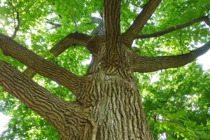 sweet gum tree
