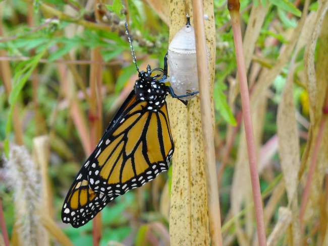 monarch-just-out-belden1