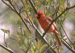 cardinal