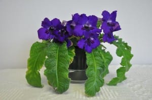 house plant-Oregon