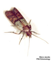 meal moth