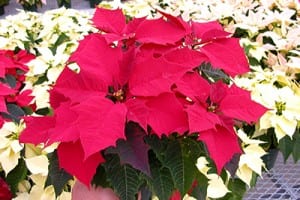 poinsettia - clemson