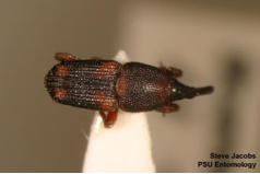 rice weevil