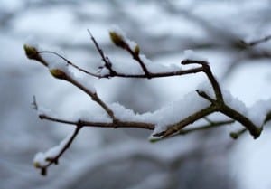 SnowCoveredBranch