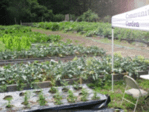 garden2
