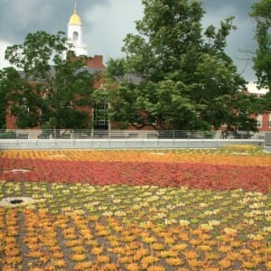 green roof