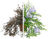 plant diesease