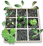 seedlings