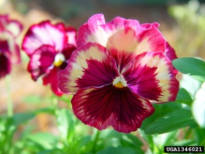 Clemson pansies