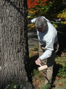 tree warden