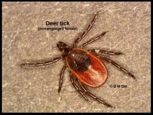 Deer Tick-UMaine
