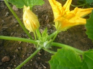 male squash
