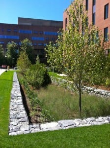 Oak_Hall_bioretention