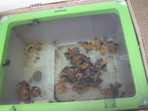 bee box