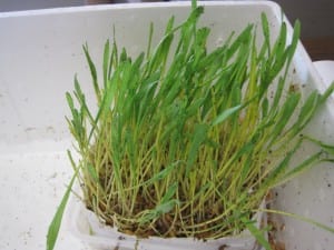 plant