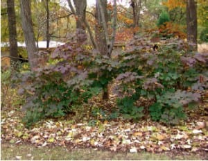 leaves-Deleware