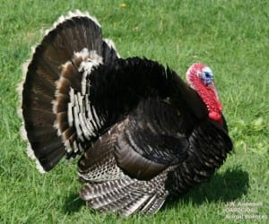 eXtension turkey